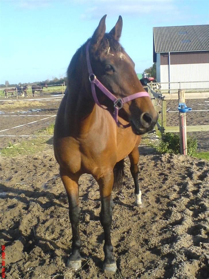 Anden særlig race Diva <3 #solgt#. - Fordi du er så dejlig ! billede 18