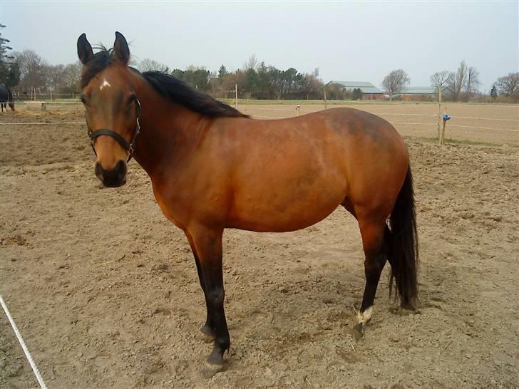 Anden særlig race Diva <3 #solgt#. - Mig og Diva.EvigtogAltid. billede 19