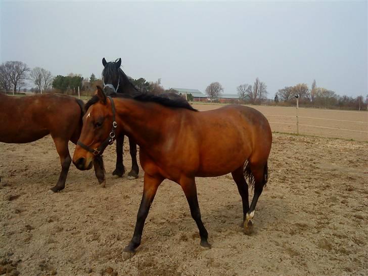 Anden særlig race Diva <3 #solgt#. - Slut for nu:D billede 20