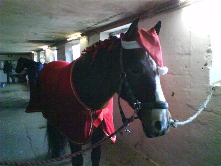 Anden særlig race Pablo * SOLGT * billede 10