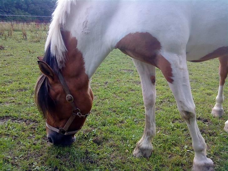 Anden særlig race Miss Zippi - Zippi på folden, hvor hun står og græsser :D <3 Kæft en dejlig pony i; <3 billede 20