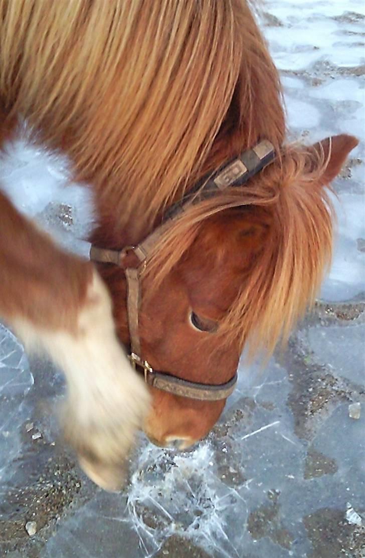 Islænder Skjóni fra Hedelund - Gammelt <3 billede 15