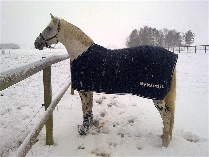 Knabstrupper Coco's Flying Seabiscuit - Foto: Stald Flying billede 1