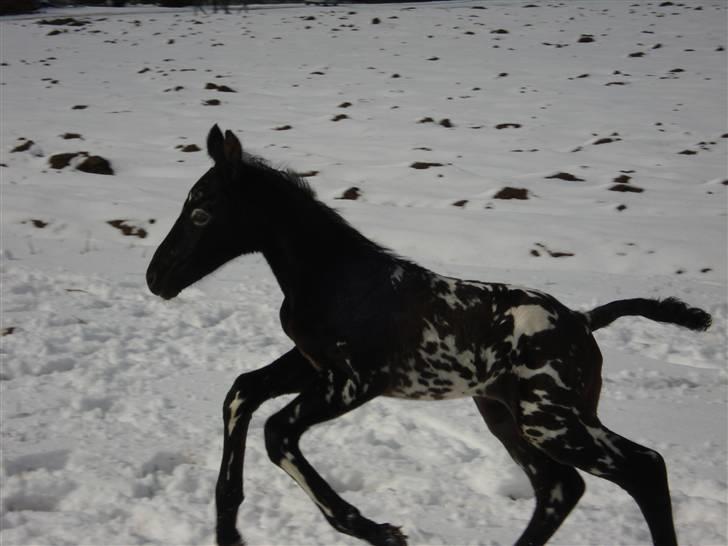 Knabstrupper Coco's Flying Seabiscuit - Foto: Stald Flying billede 2