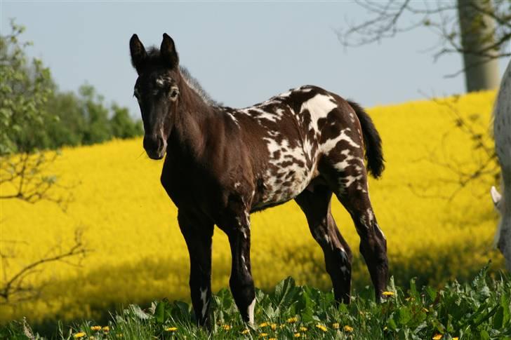 Knabstrupper Coco's Flying Seabiscuit - Foto: Stald Flying billede 3