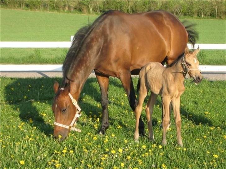Palomino Miss Alba - Lille Alba kun 1 dag gammel billede 1