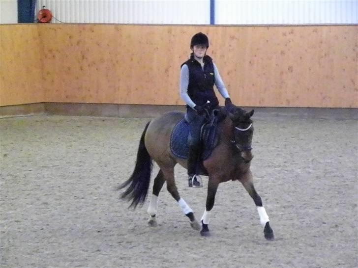 DSP Røgild´s Selina - opvarmning;) billede 14