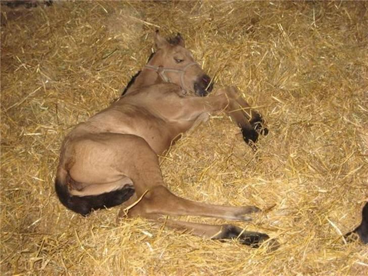 Palomino Miss Alba - Alba 6 timer gammel billede 2