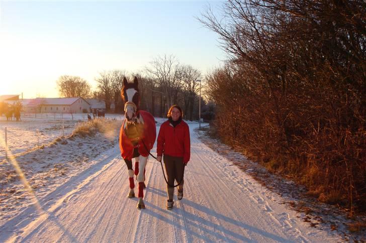Pinto Max  SOLGT billede 13