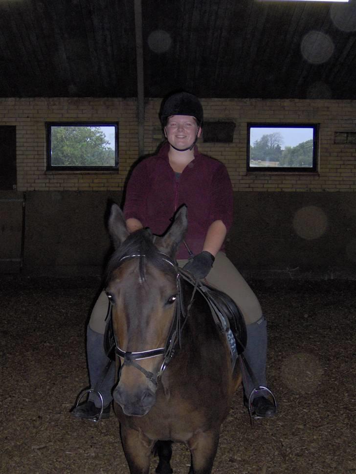 Dansk Varmblod Faxi billede 9