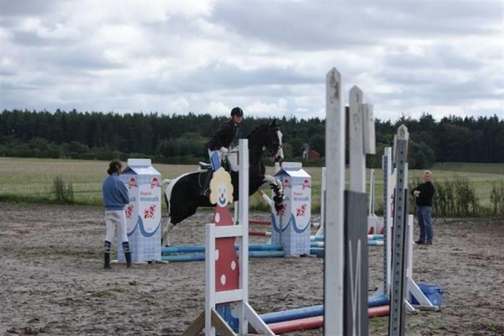 Pinto Max  SOLGT billede 14