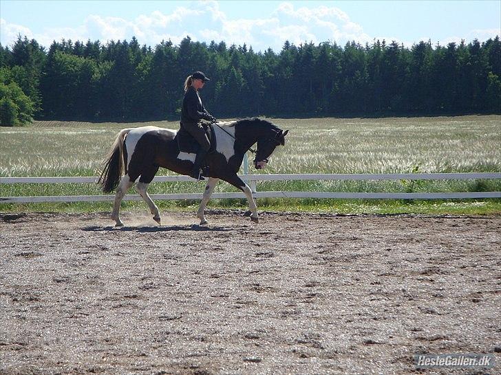 Pinto Max  SOLGT billede 15