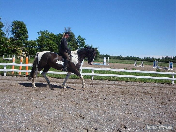 Pinto Max  SOLGT billede 16