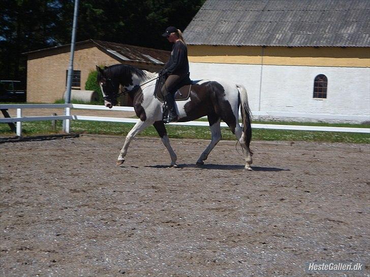 Pinto Max  SOLGT billede 17