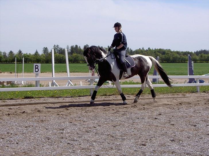 Pinto Max  SOLGT billede 18