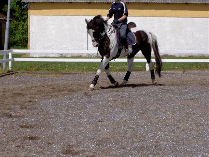 Pinto Max  SOLGT billede 19