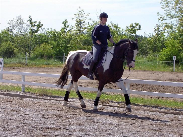 Pinto Max  SOLGT billede 20