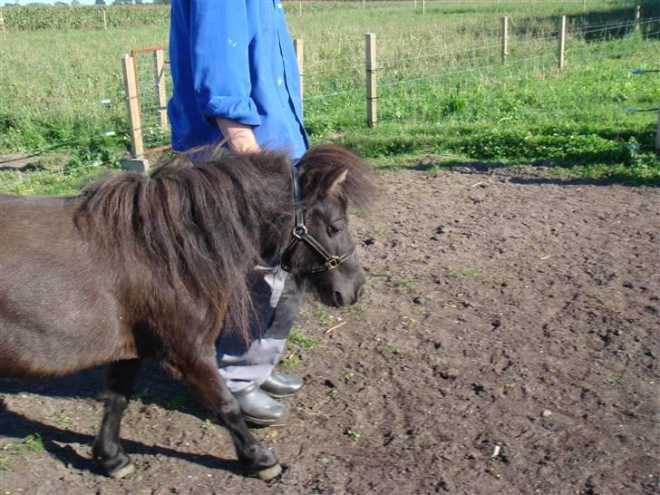 Miniature Søbygård´s Surprise billede 7