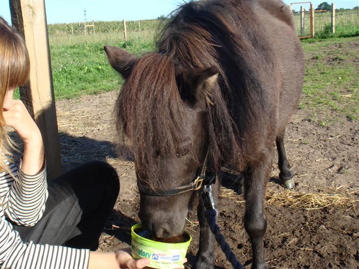 Miniature Søbygård´s Surprise billede 8