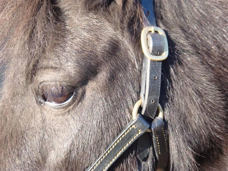 Miniature Søbygård´s Surprise billede 9