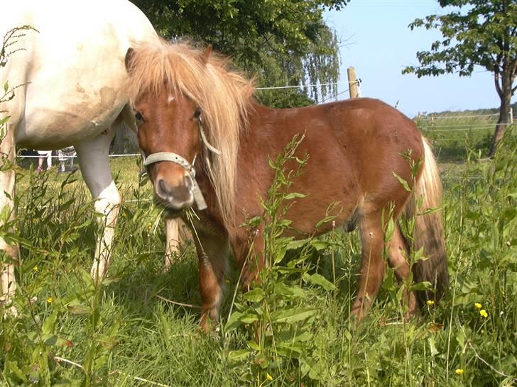 Miniature Søbygård´s Champion  billede 19