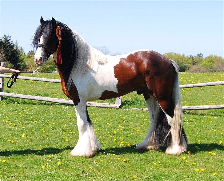 Tinker SATIN'S ROYAL CON QUEST - Questen til hingsteparade på Dorthealyst 2011 billede 5