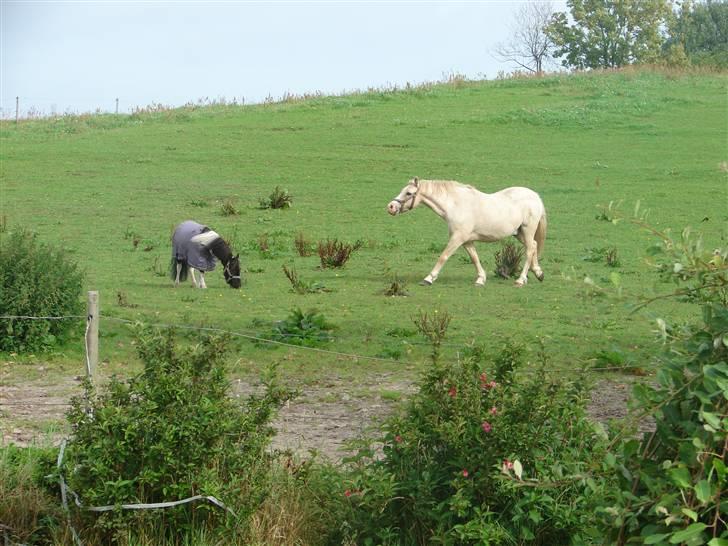 Palomino Max Edslev - SOLGT - Max og Pippi September 2008 - Max passer sådan på de små. billede 10