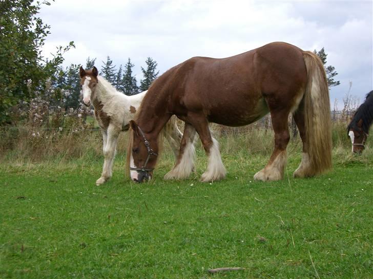 Irish Cob Miss Fire (solgt) - billede oktober 2007. billede 3