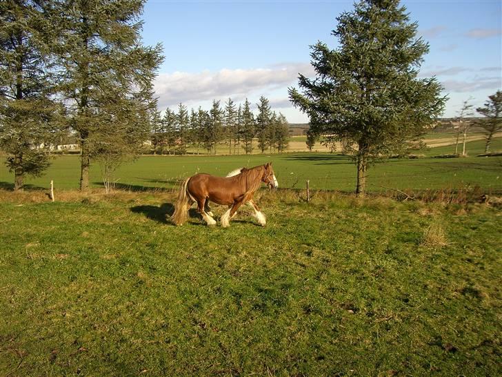 Irish Cob Miss Fire (solgt) billede 4