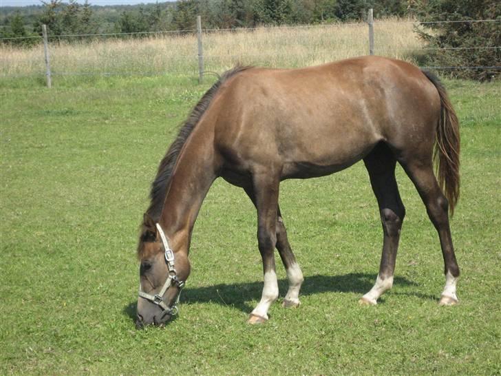 Dansk Varmblod vena blúsbakke billede 16