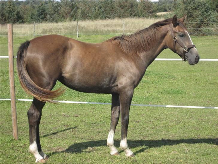 Dansk Varmblod vena blúsbakke - det har hjulpet med lidt sommer græs aug 08 billede 17