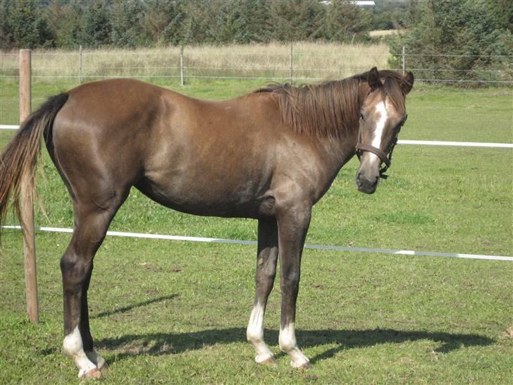 Dansk Varmblod vena blúsbakke - se bliver jeg ikke fin aug 08 billede 18