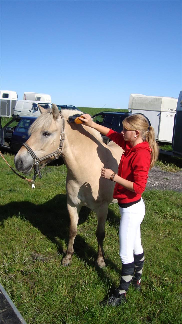 Fjordhest Valsølilles Emil - Strigling, stævne i Haslev billede 18