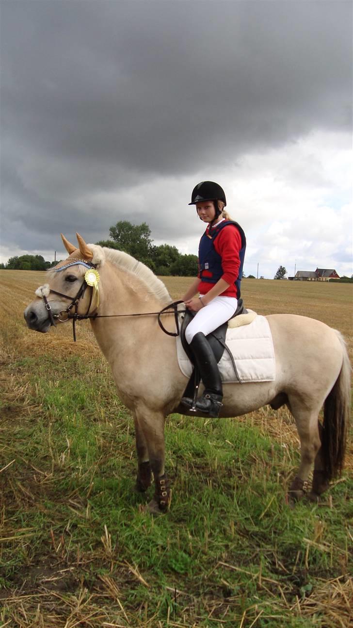 Fjordhest Valsølilles Emil - Stævne i Haslev - 0 fejl, 70 cm. billede 19