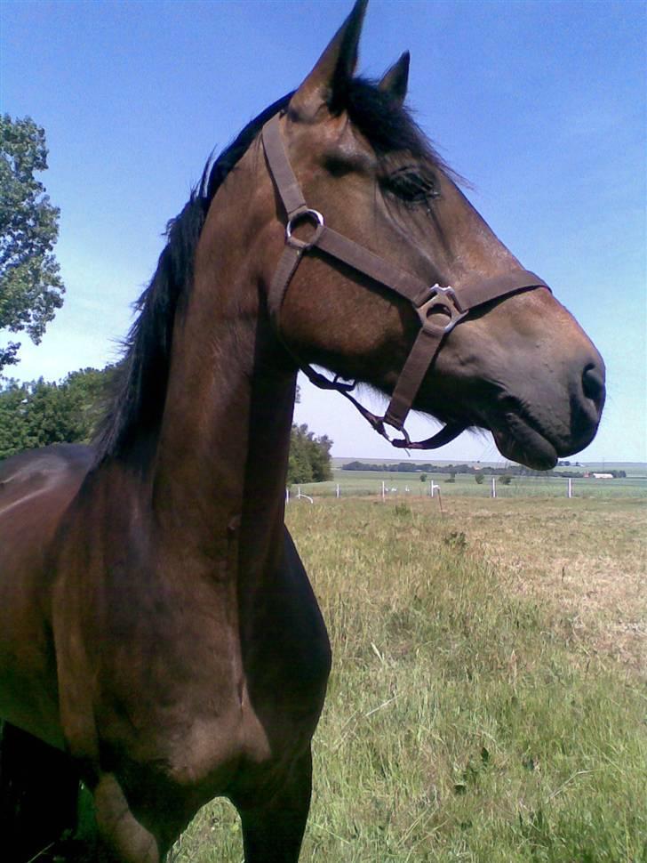 New Forest prins paw <3 (solgt) - smukke dejlige pony. billede 10