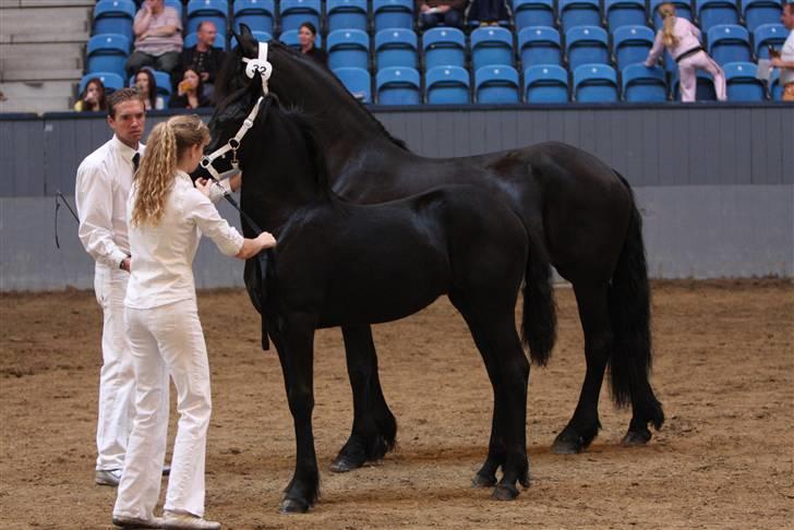 Frieser Alette PJ """ R.I.P.""""  - Alette til kåring på Vilhelmsborg 08 billede 14