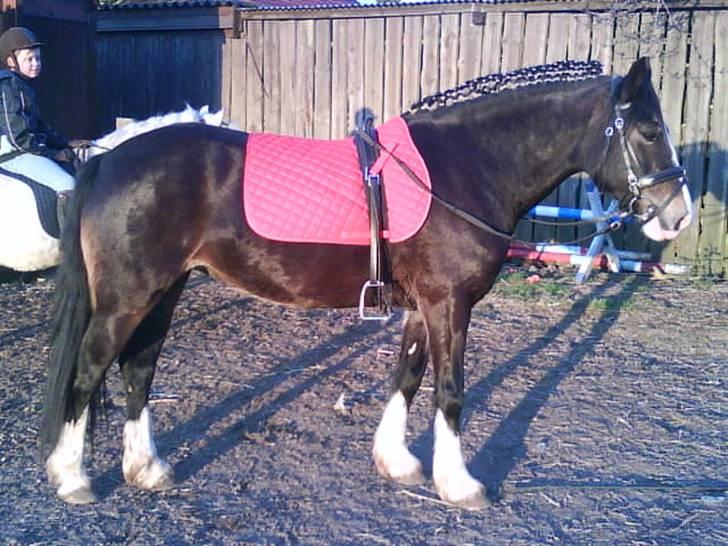 Welsh Cob (sec D) Ronja - Ronja fik sat manen flot op, men den faldt bare ned:(  Foto: Mig (Kamilla) billede 14