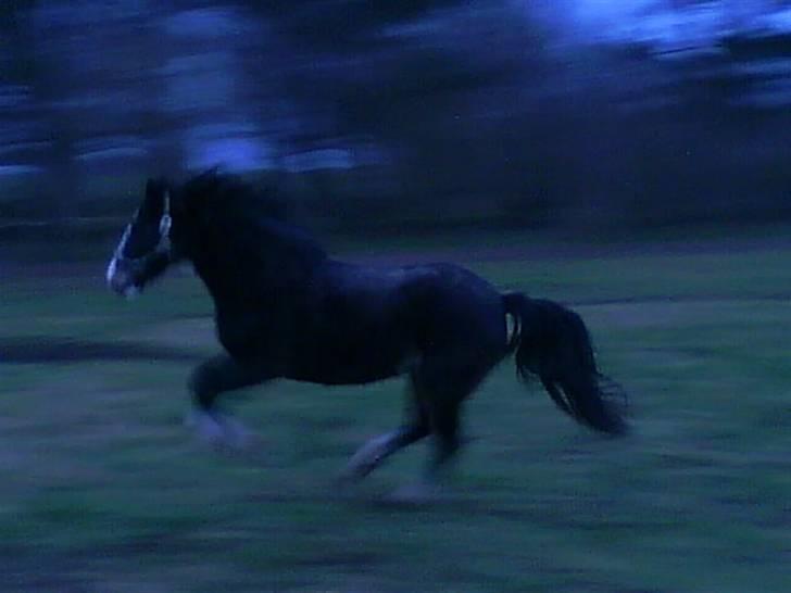 Welsh Cob (sec D) Ronja - oppe at køre..!?  Foto: Mig (Kamilla) billede 15