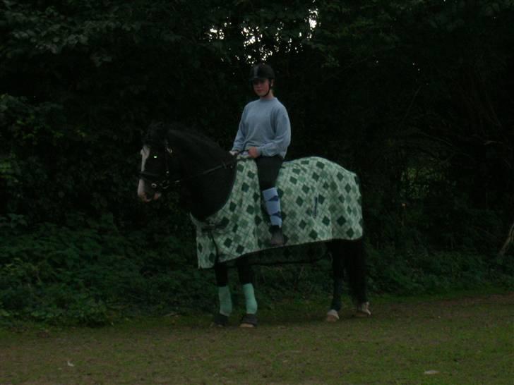 Welsh Cob (sec D) Ronja - vi elsker grøn<3  Foto: Min mor(Anne) billede 16