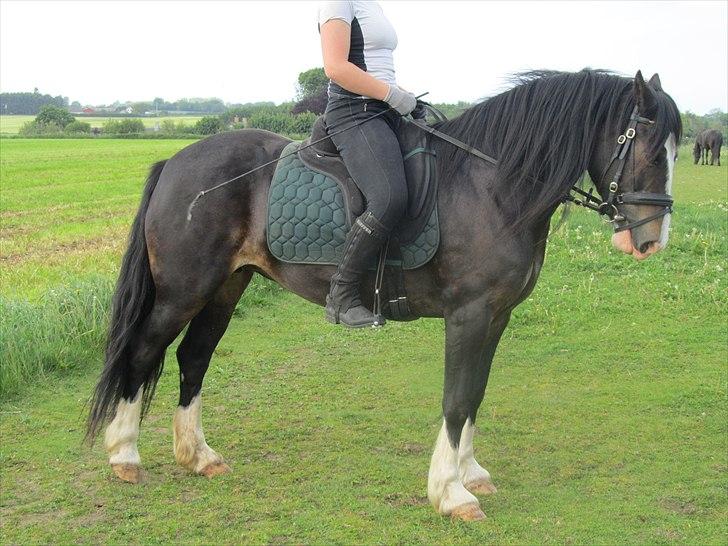 Welsh Cob (sec D) Ronja - oppe at køre..!?  Foto: Mig (Kamilla) billede 17