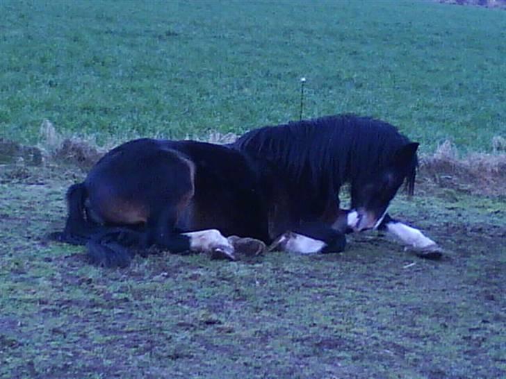 Welsh Cob (sec D) Ronja -  Foto: Mig(kamilla) billede 18