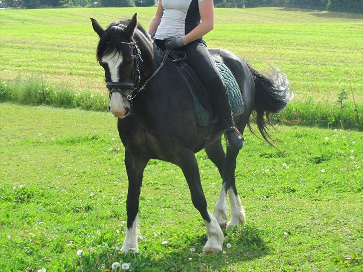 Welsh Cob (sec D) Ronja - oppe at køre..!?  Foto: Mig (Kamilla) billede 19