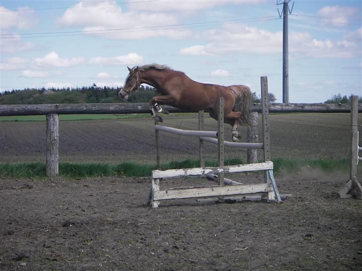 Welsh Pony af Cob-type (sec C) Skonhøjs Blue Eye [Frank] billede 20