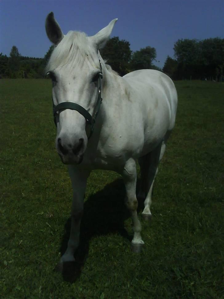 New Forest Sonnius Daphne solgt/død - ALLER sidste gang jeg hentede dig fra fold. Aldrig mere min Daf ;´( billede 20
