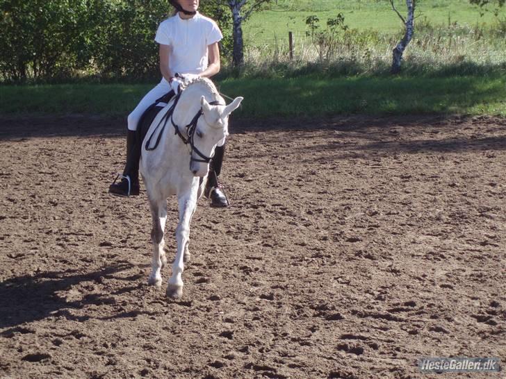 Welsh Pony (sec B) caramba R.I.P - opvarmning til lb1 billede 16
