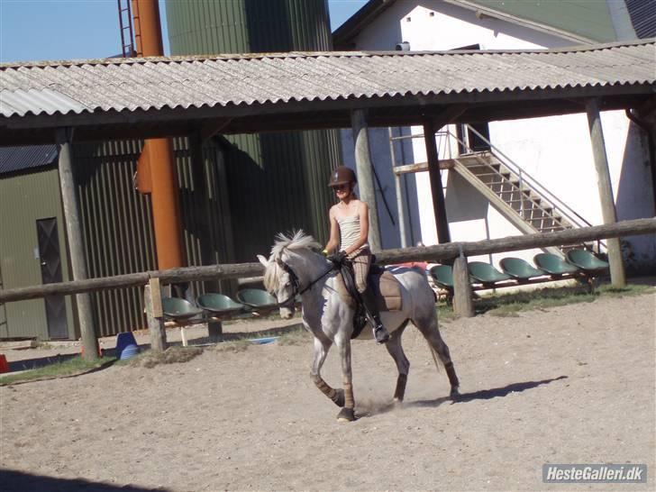 Welsh Pony (sec B) caramba R.I.P - træning hos louise nielsen billede 17