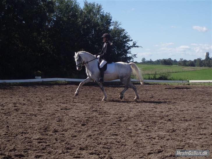 Welsh Pony (sec B) caramba R.I.P - smuk øgning, la1 5 plads billede 18