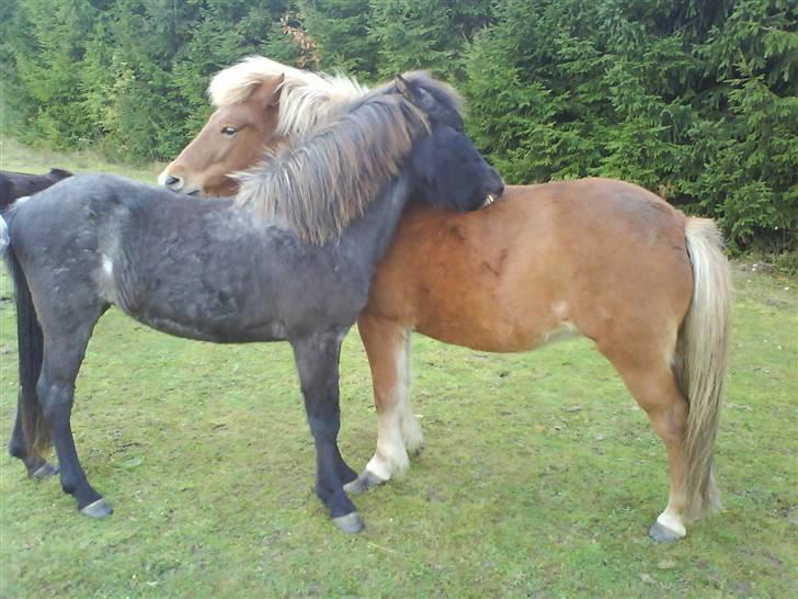 Islænder Sólon R.I.P <3 - Sólon og Skyssa nuser hinanden:) billede 8