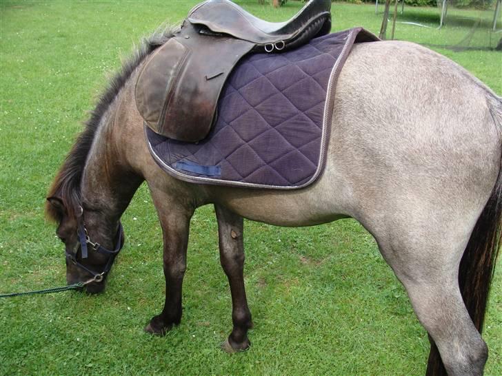 Islænder Sólon R.I.P <3 - Sólon med sadelunderlag og en lille sadel (uden gjord) første gang! billede 9
