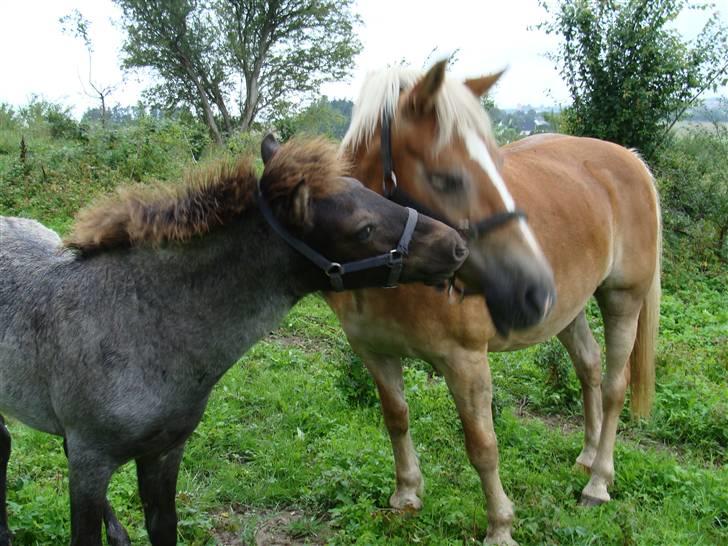 Islænder Sólon R.I.P <3 - Giver du ikke et mys moster:) billede 10